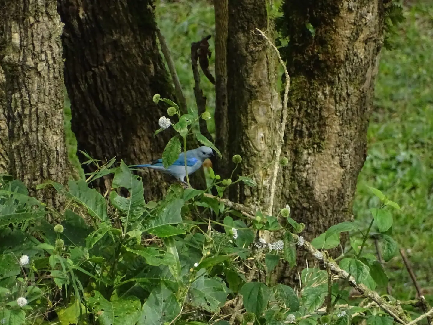 Birdwatching tour in a private reserve at El Tesoro, Monteverde, Costa Rica