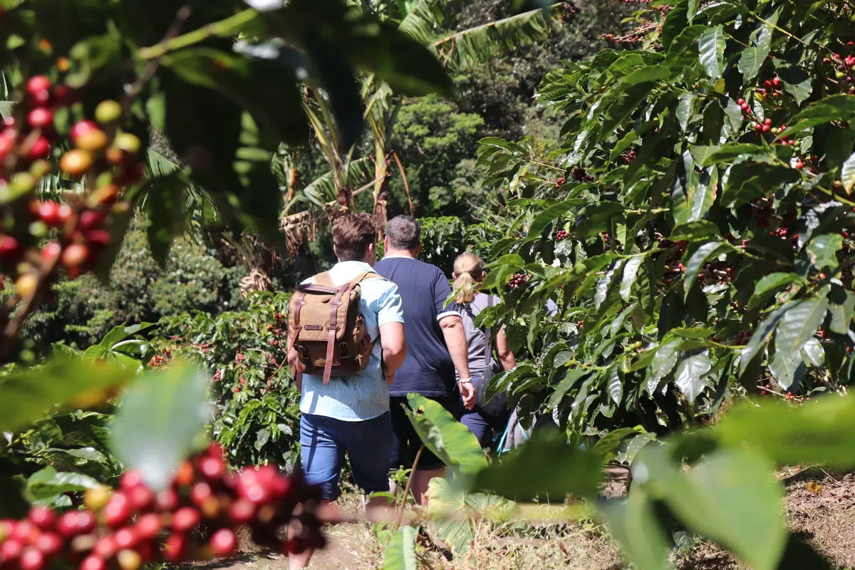 Coffee tour and coffee farm in the Monteverde highlands