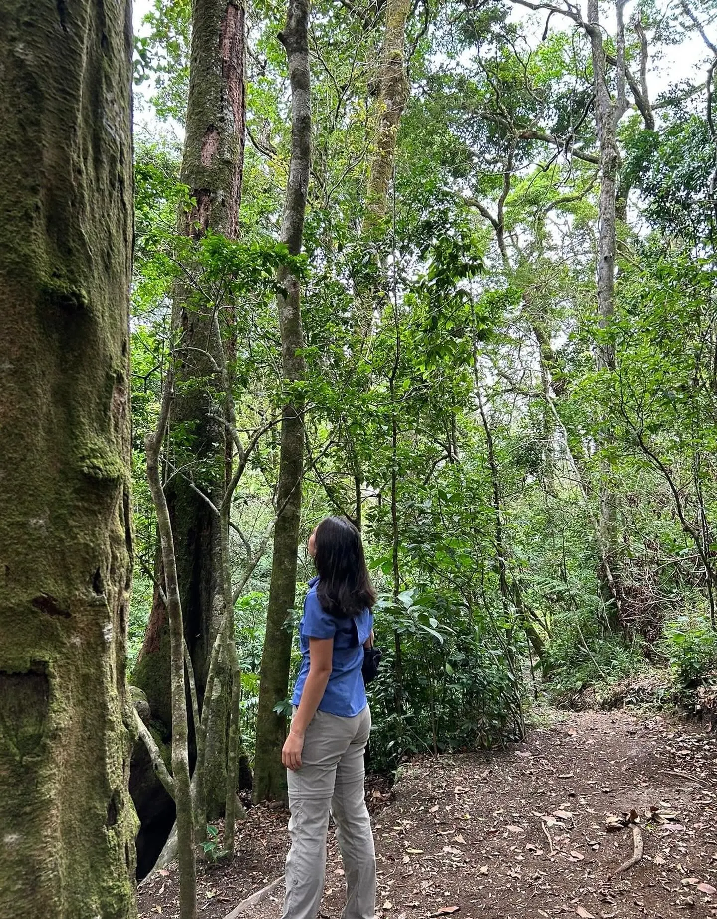 Bella Vista Farm, the 65-acre family land that is home to El Tesoro, Monteverde, Costa Rica