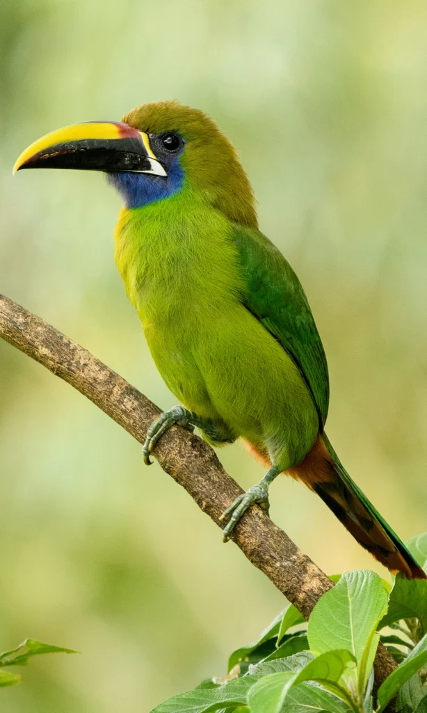 Emerald toucanet spotted on the Birdwatching Tour at El Tesoro, Monteverde, Costa Rica