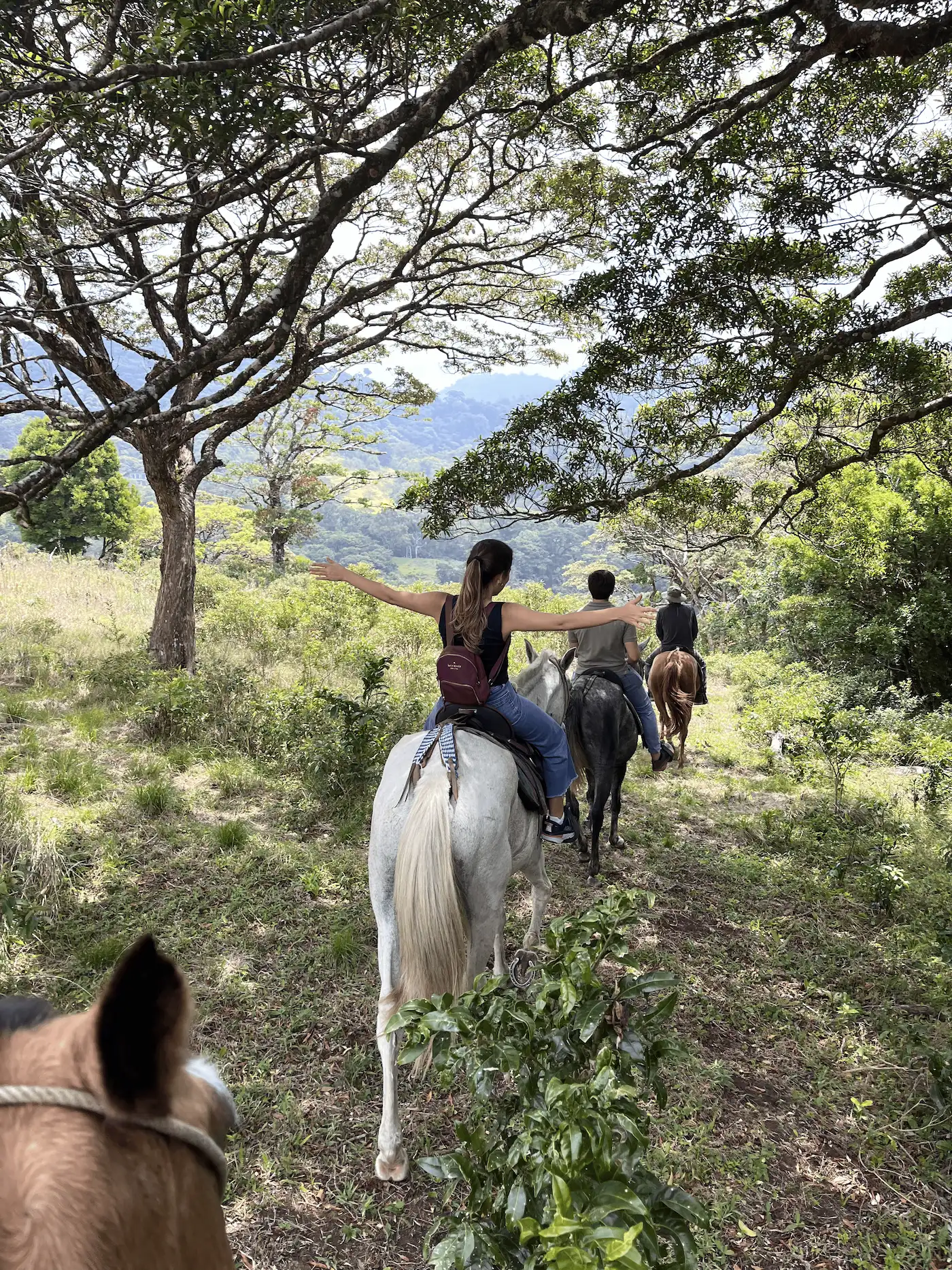 Horseback riding through scenic trails at El Tesoro, Monteverde, Costa Rica