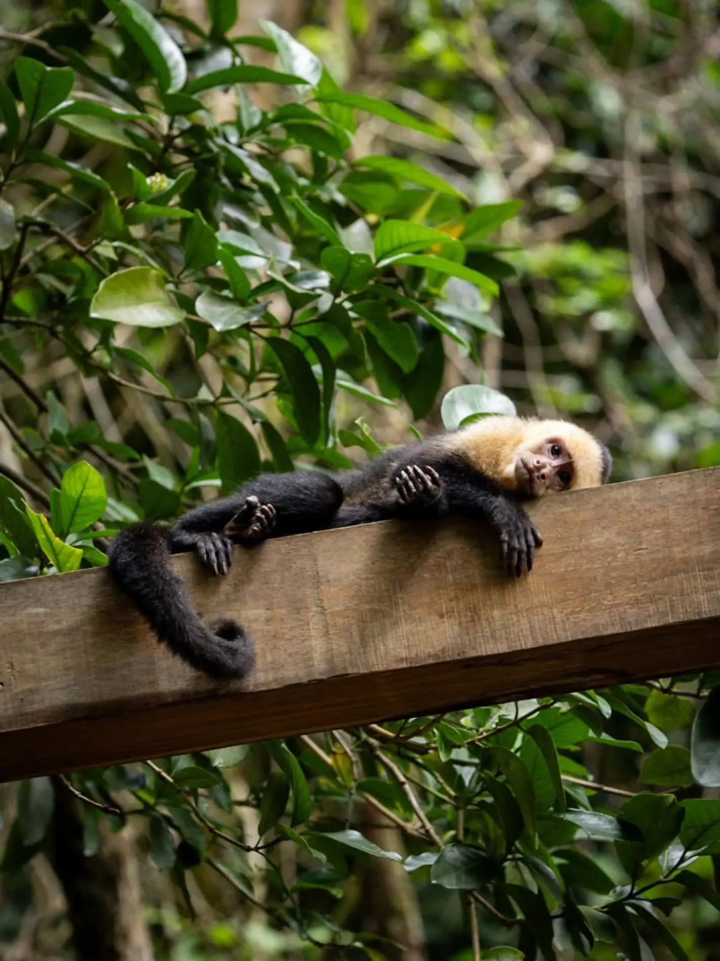 Monkeys and wildlife spotted along the Day Pass trails at El Tesoro, Monteverde, Costa Rica