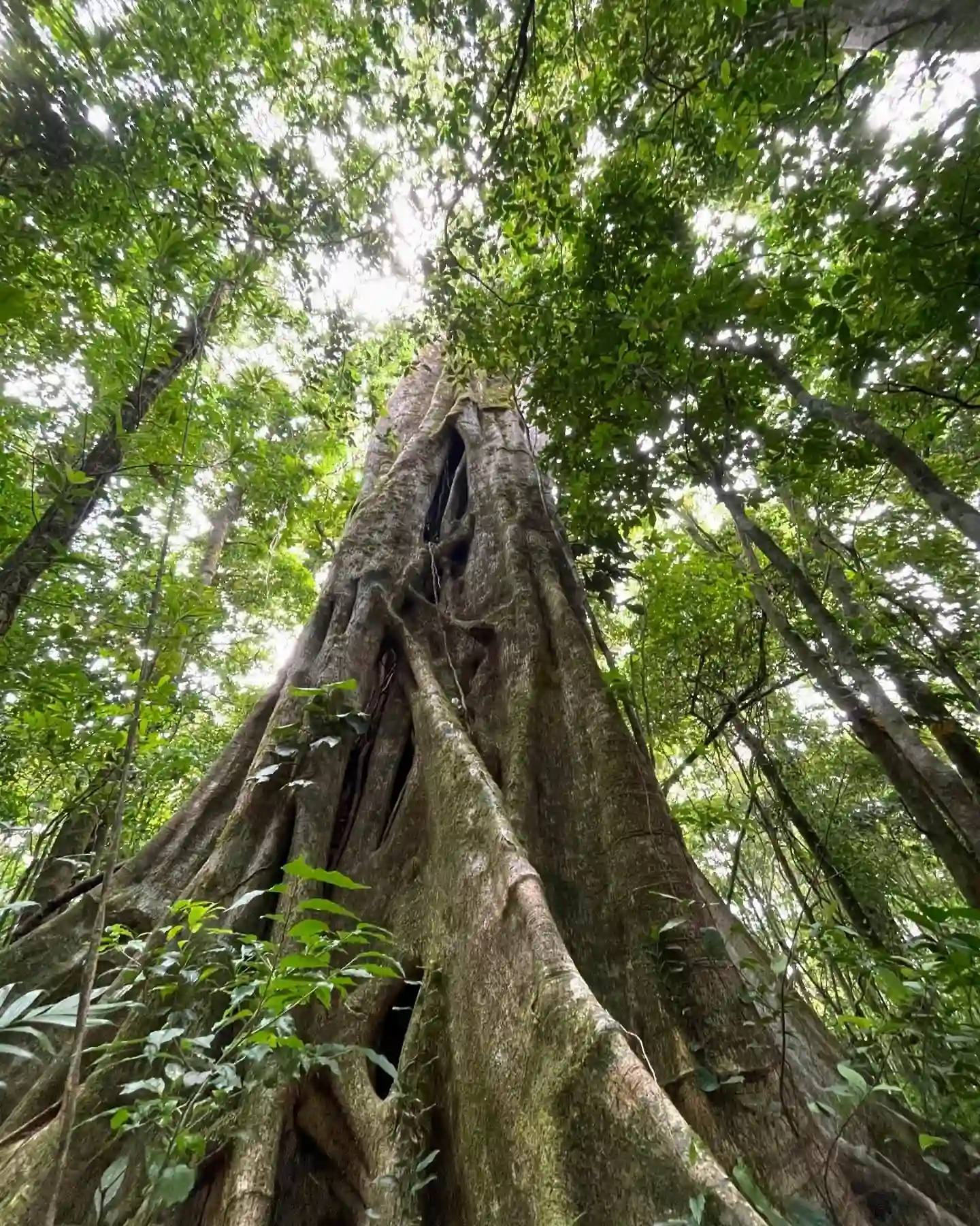 Trails through Monteverde's cloud forest at El Tesoro, Costa Rica
