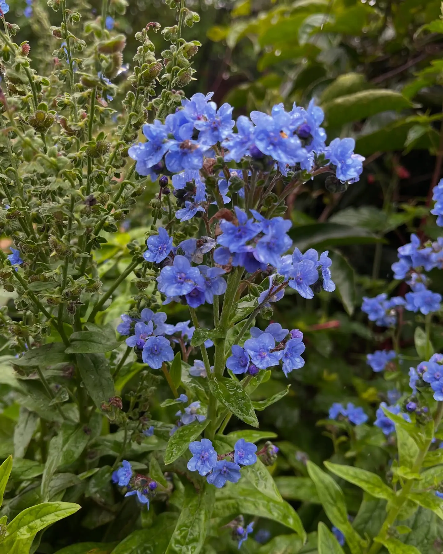 Wildflowers blooming along a Monteverde hiking trail in April