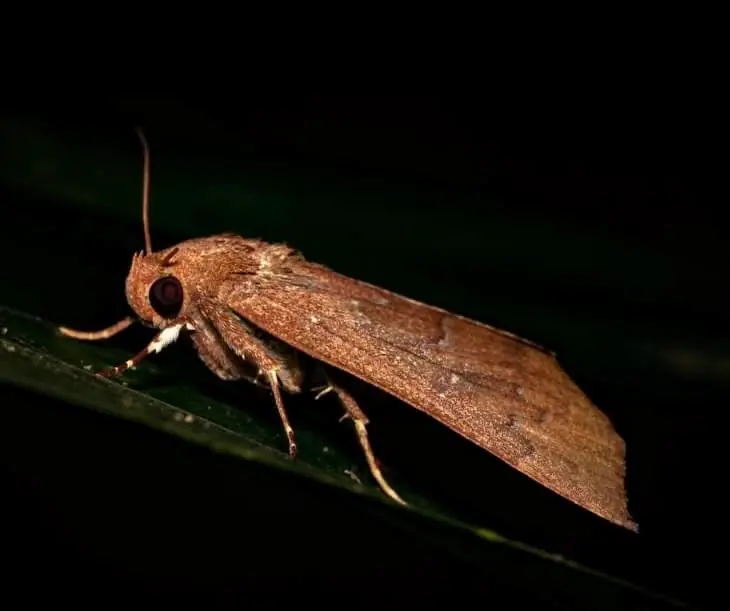 Moths attracted to light at night, Monteverde, Costa Rica