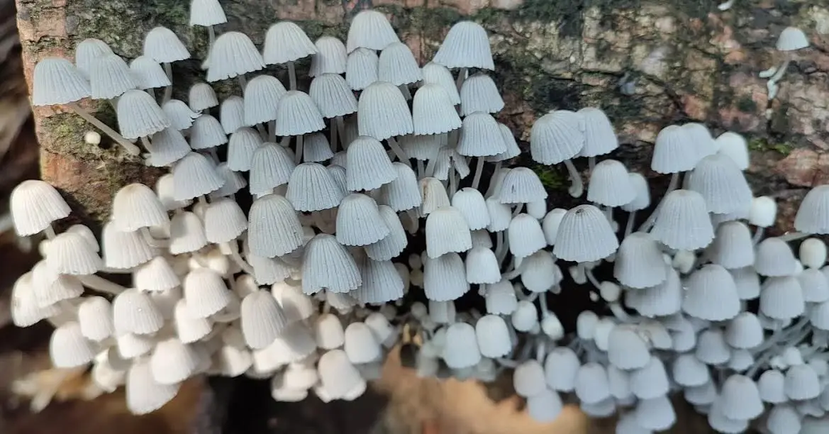 Mushroom cultivation and foraging tour at El Tesoro, Monteverde, Costa Rica
