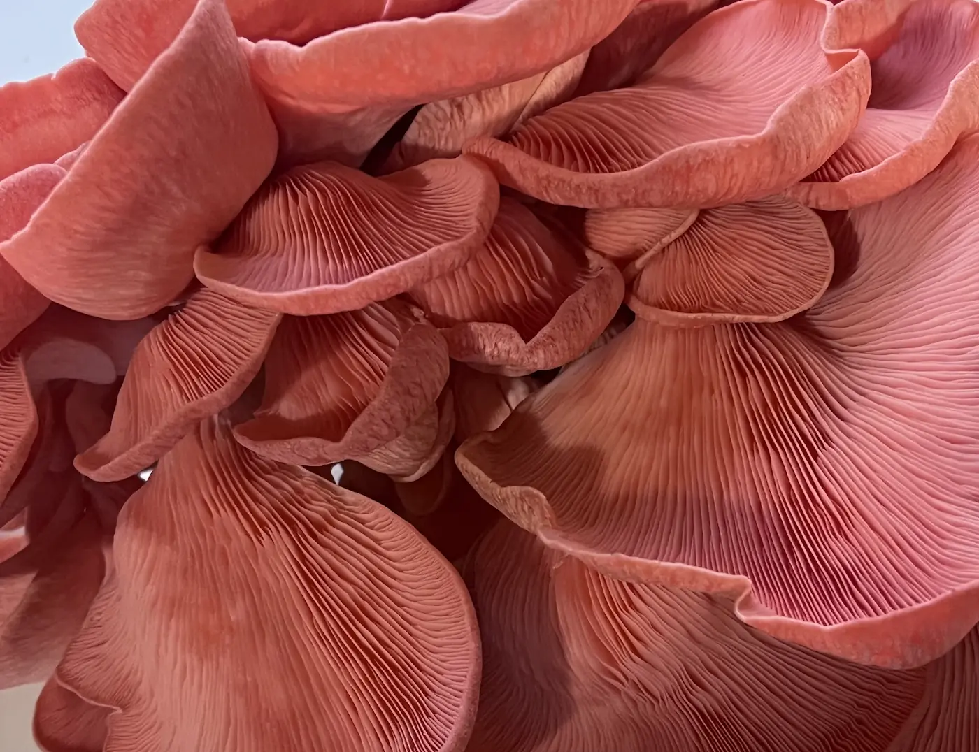 Mushroom cultivation and foraging tour at El Tesoro, Monteverde, Costa Rica