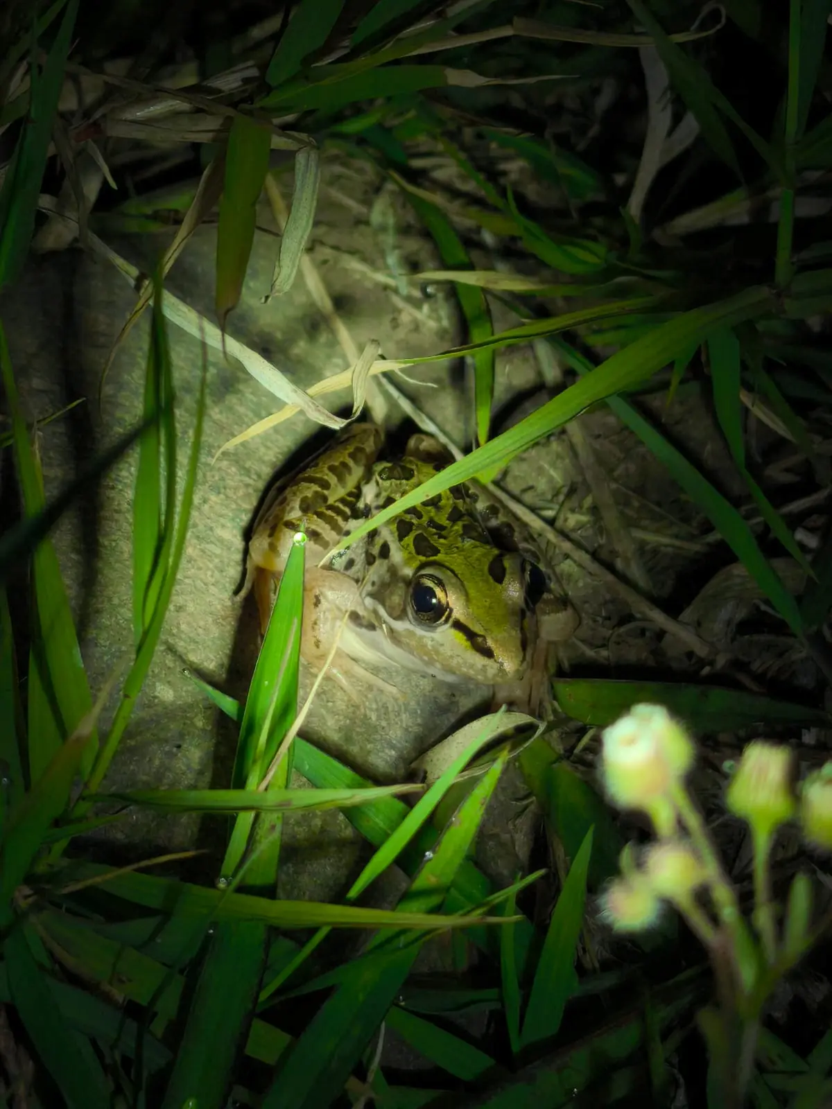 Guided Night Tour spotting frogs and nocturnal wildlife in Monteverde