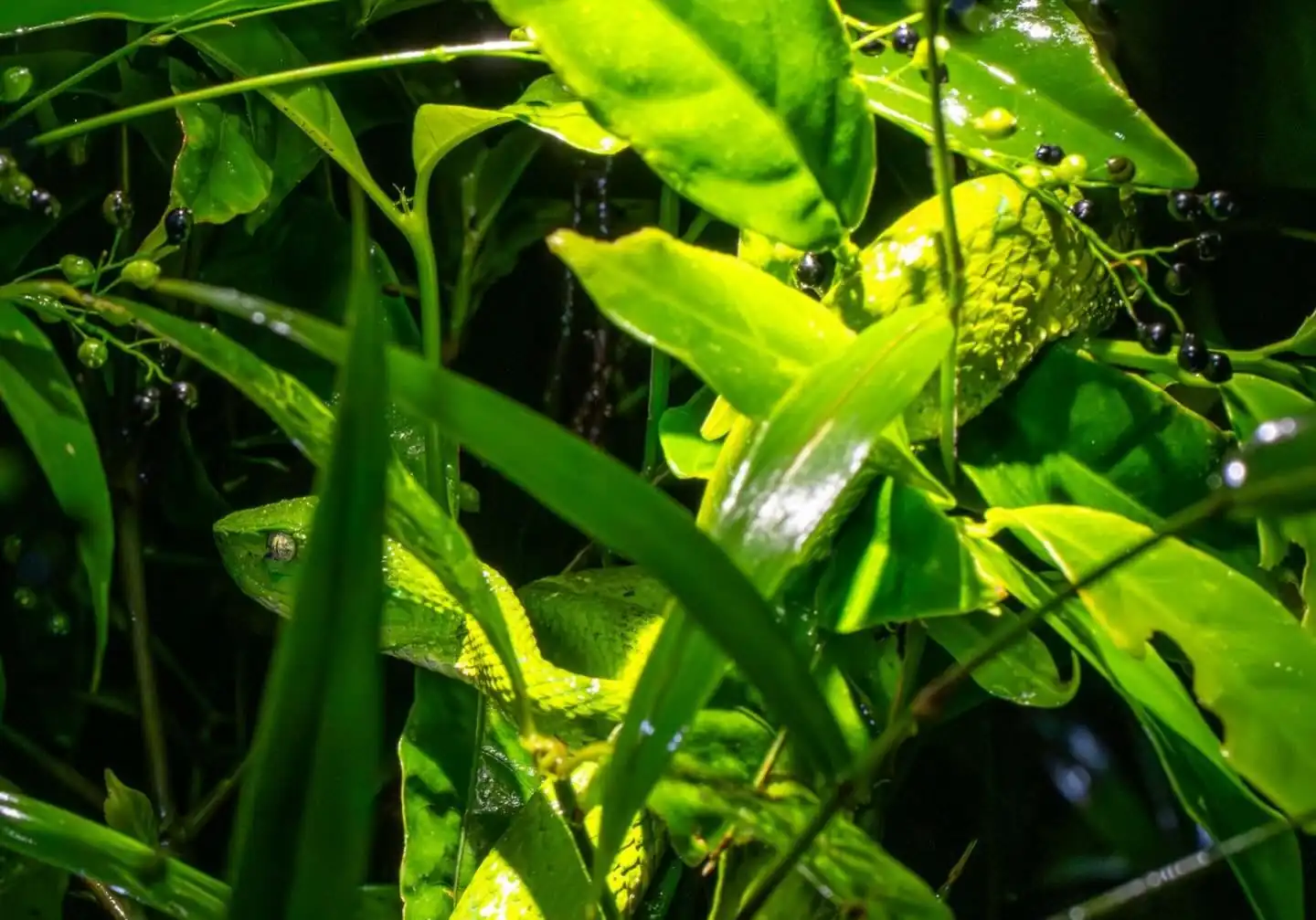 Guided night tour spotting frogs and reptiles at El Tesoro, Monteverde, Costa Rica