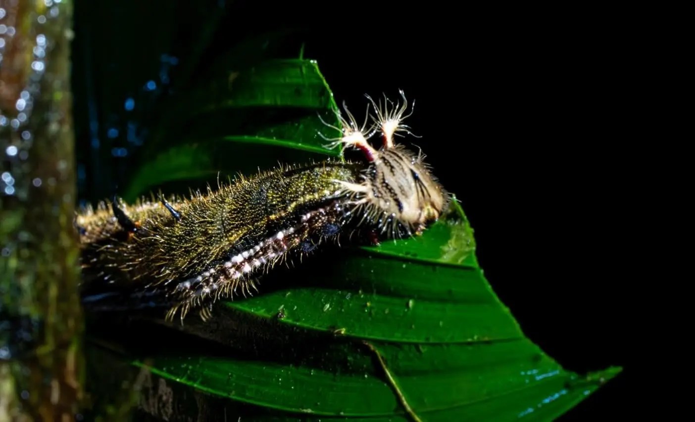 Glowing worms found on the Night Tour trail, Monteverde, Costa Rica