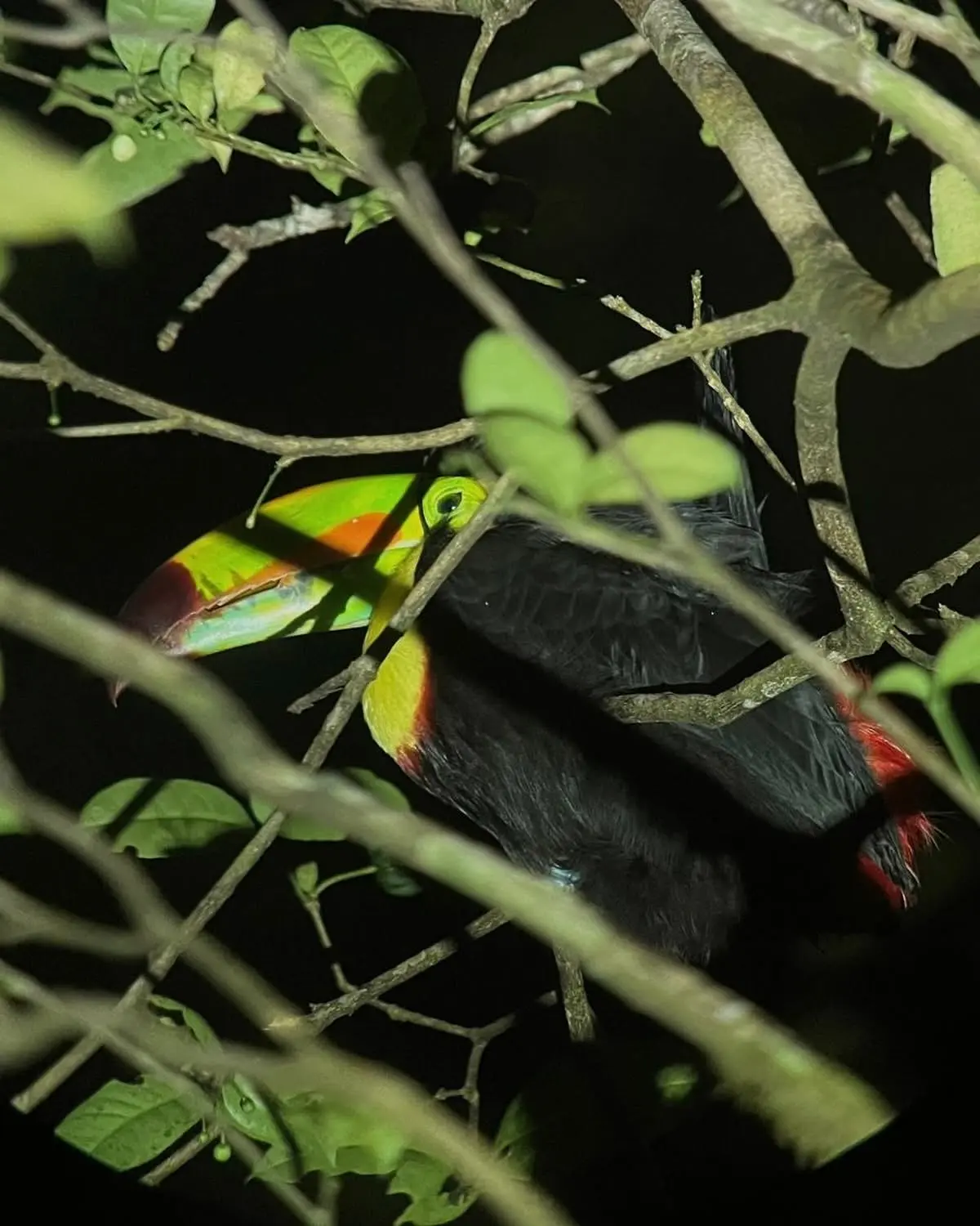 Travel tips for visiting Monteverde, Costa Rica