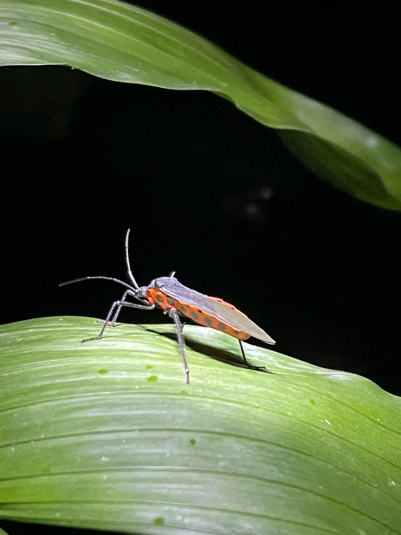 Guided night tour spotting frogs and reptiles at El Tesoro, Monteverde, Costa Rica
