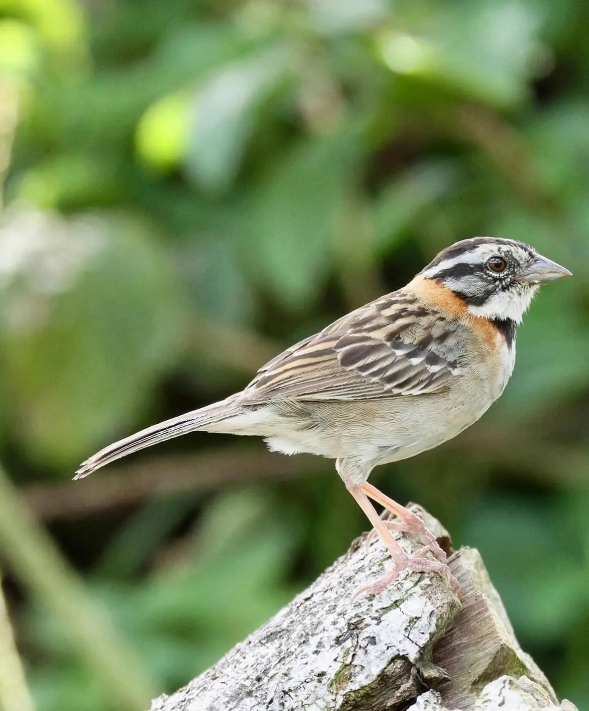 Birdwatching tour in a private reserve at El Tesoro, Monteverde, Costa Rica