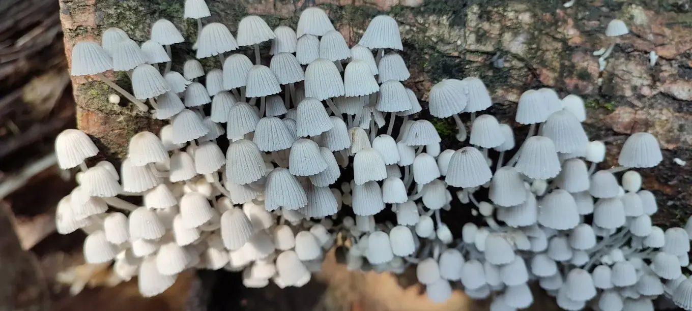 Mushroom tour through the forest in Costa Rica